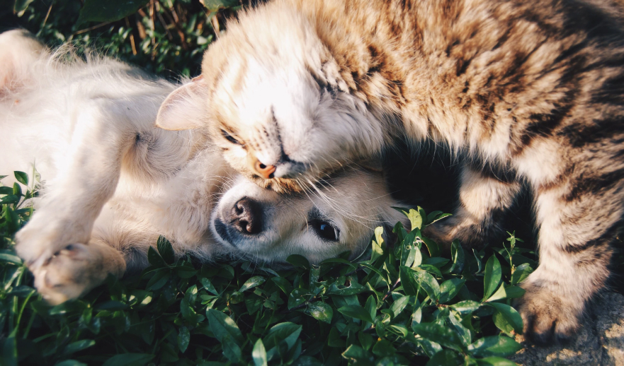 picture cat and dog getting along