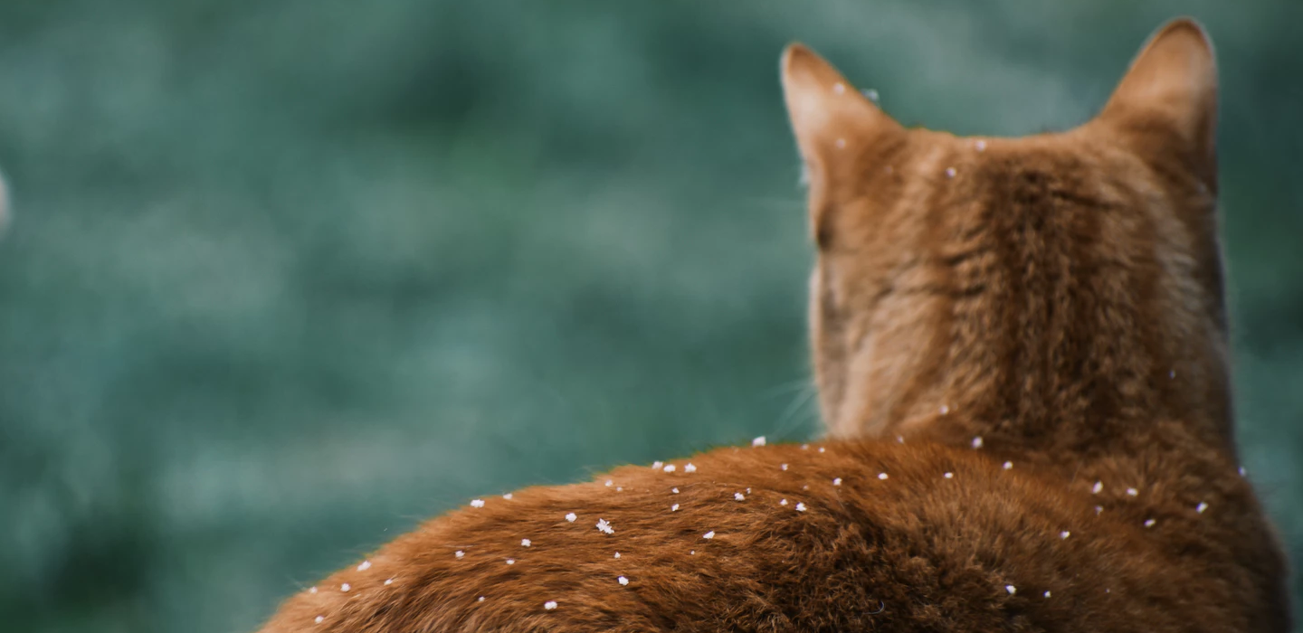 cat on snow image