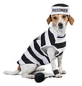 Prisioner Costume